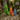 Naughty Gnomes