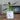 Put Some Plants On - I'm A Grower - Homware Gifts for Her